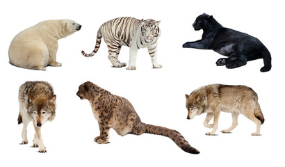 Obraz premium Set of Carnivora mammal. Isolated over white