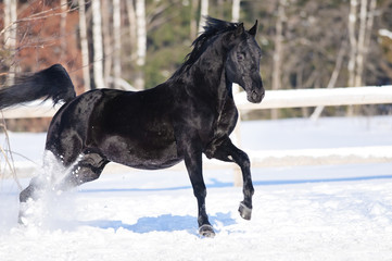 Fototapeta na wymiar Black horse portrait in motion on the snow