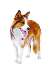 Border collie portrait, isolated on the white