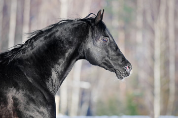 Black horse portrait in winter