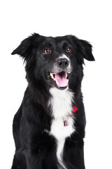 Black and white dog border collie isolated on white