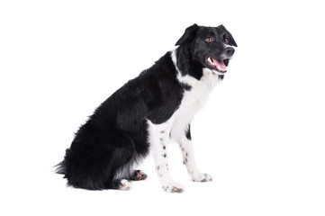 Border collie portrait, isolated on the white
