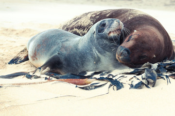 Fototapeta premium Sea lions