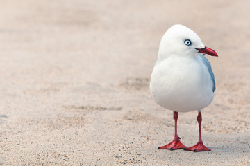 Seagull