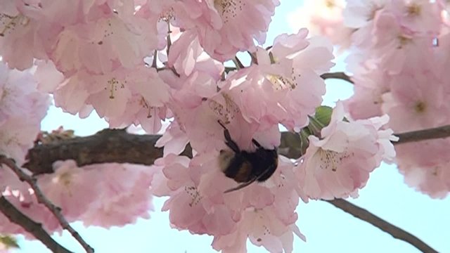Kirschbl&uuml;te im Fr&uuml;hling. Hummelflug in Zeitraffer