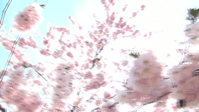 Kirschbl&uuml;te im Fr&uuml;hling. Hummelflug in Zeitraffer