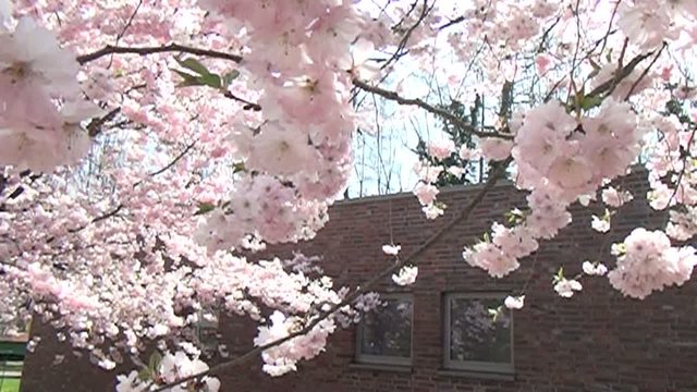 Kirschbl&uuml;te im Fr&uuml;hling. Hummelflug in Zeitraffer
