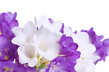 Crédence de cuisine en verre imprimé Narcisse Fresh fresia flowers