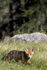 portrait of a fox in Alpine Park