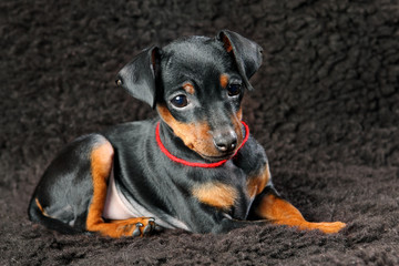 Miniature Pinscher Puppy