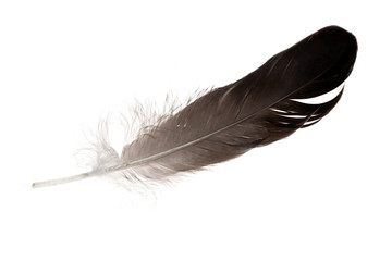 singke isolated black feather