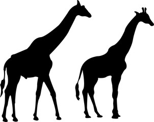 Giraffe silhouette - vector