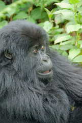 Baby Mountain Gorilla in Volcano National Park (Rwanda)