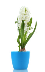 beautiful white hyacinth in blue flowerpot isolated on white