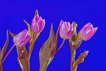 Bukiet tulipanów na niebieskim tle 2