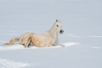 Fototapeta na wymiar White horse