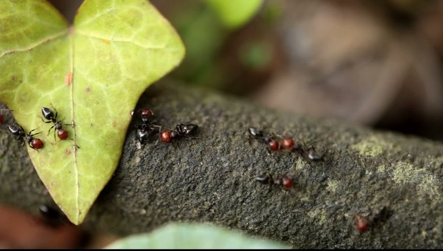 Colony Of Rizzaculo Ants (Crematogaster Scutellaris)
