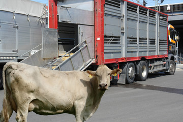 viehtransporter 4