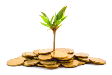 Coins and plant on white