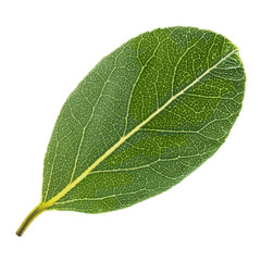 Obraz premium Laurel leaf