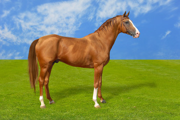 Obraz premium Red warmbllood horse on green grass