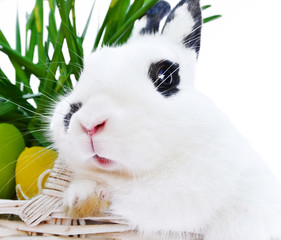 Osternhase © Natallia Vintsik