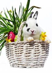 Osternhase © Natallia Vintsik