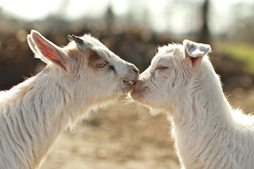 Obraz premium love goats