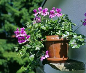 Pelargonien_212477