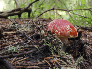 Fly agaric
