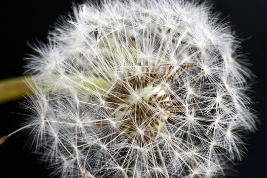 Macro of ripe fruits of Taraxacum officinale (common dandelion)