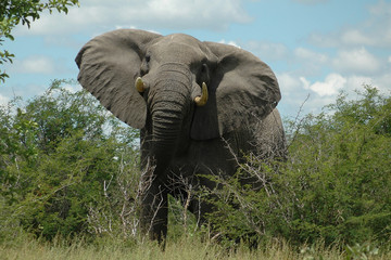 Angriffslustiger Elefantenbulle