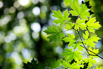 green leaves