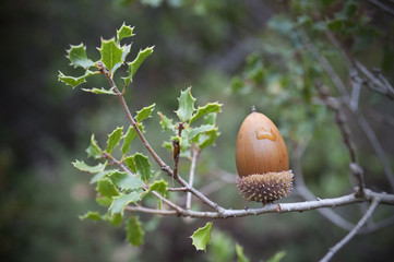 Bellota