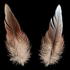 Naklejka premium Bird feather or quill