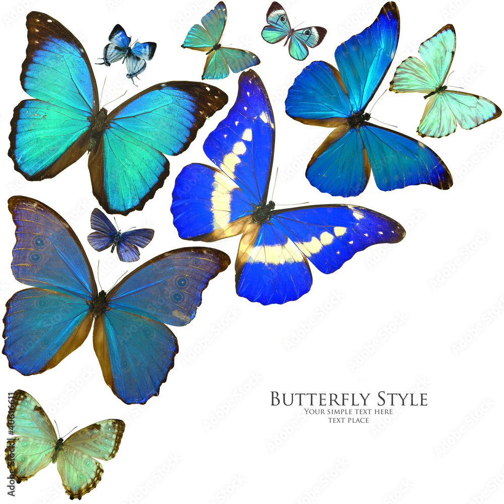 Wall mural morpho butterflies