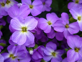 purple aubretia flowers