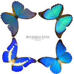 Butterflies square