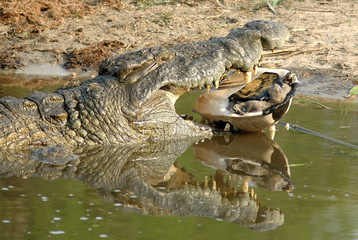 Krokodil mit Beute