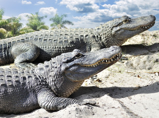 Fototapeta premium Alligators