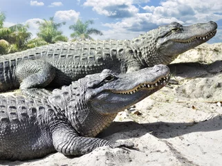Brushed aluminium prints Crocodile Alligators