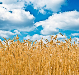 Wheat field and blue sky with clouds
