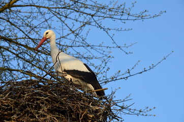 Nesting Stork