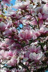 Blossoming Magnolia Tree