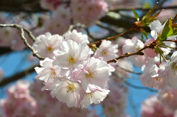 Blossoming Tree