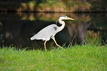 Grey Heron