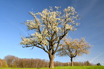 Fototapeta na wymiar Kwitnące drzewo