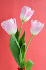 pink tulips