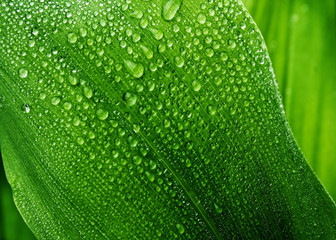 green leaf with drops of water