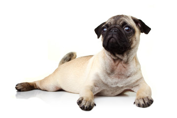 Pug on white background